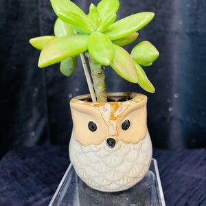Owl Planter with Succulent